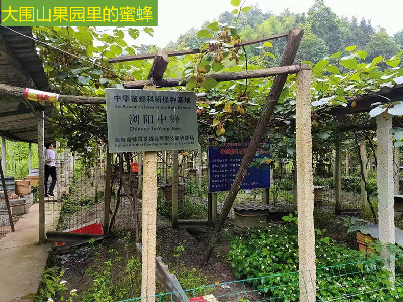 供应用于的淘宝店铺哪有真蜂蜜土蜂蜜正宗蜂蜜乡里自产农家蜂蜜图片