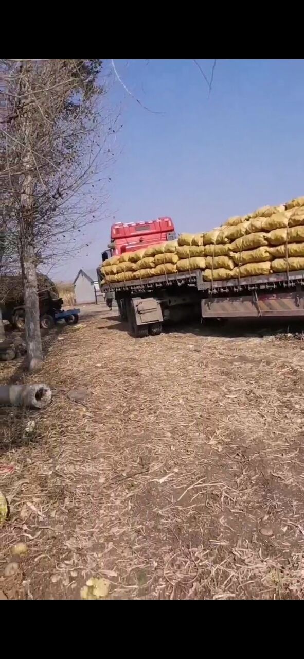 供应黑龙江马铃薯厂家-黑龙江中暑土豆种子出售批发