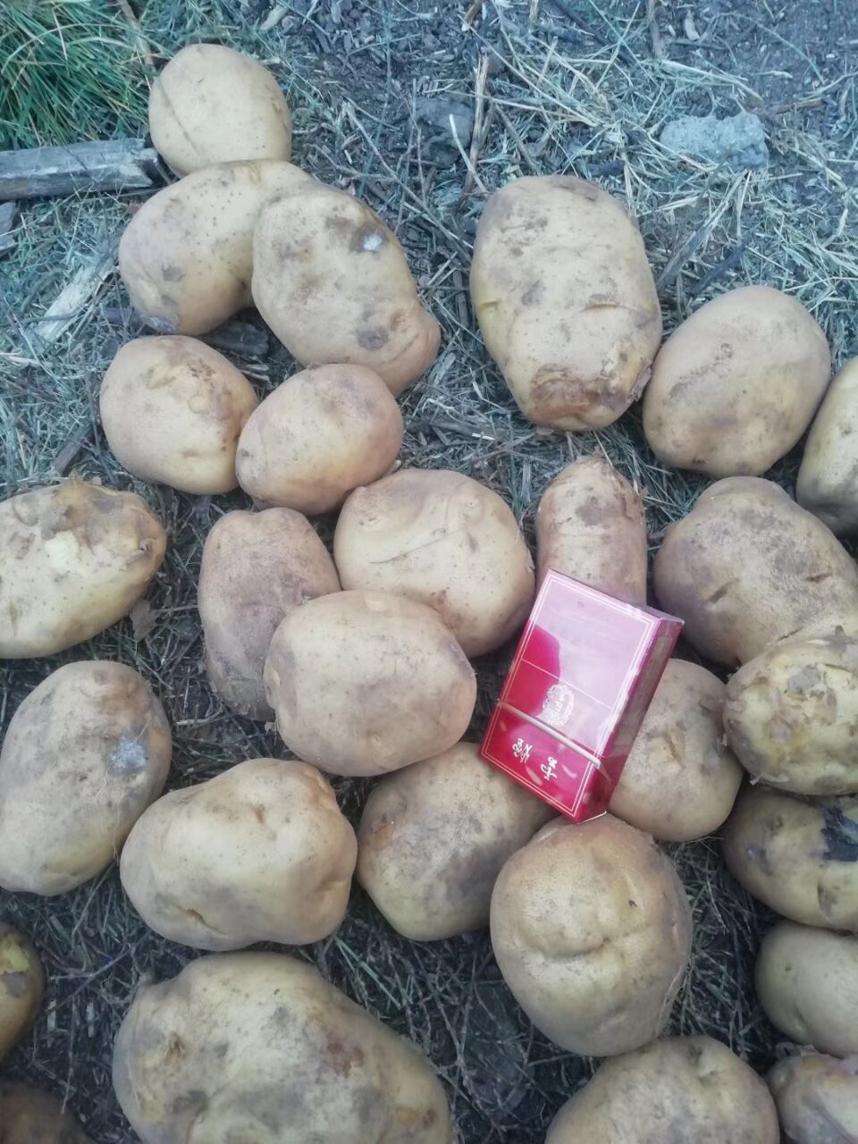供应讷河土豆使用方法