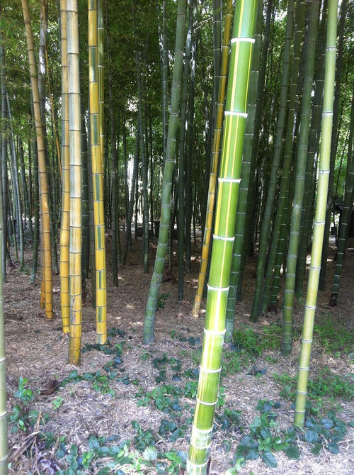 黄纹竹-北方竹子