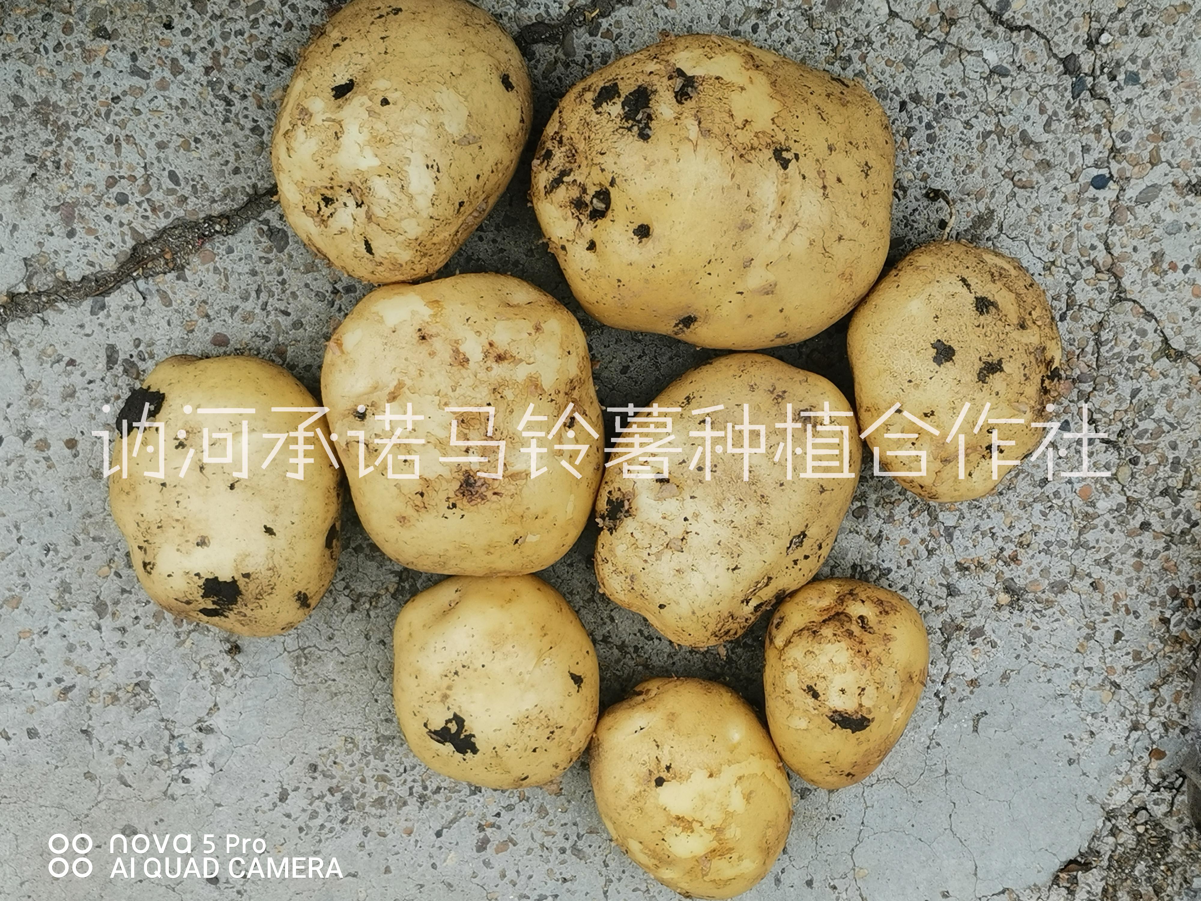 供应黑龙江土豆供应商家