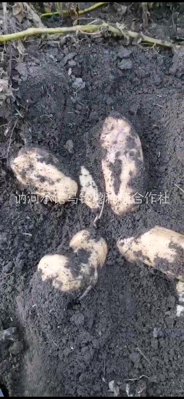 供应黑龙江马铃薯厂家-黑龙江中暑土豆种子出售批发