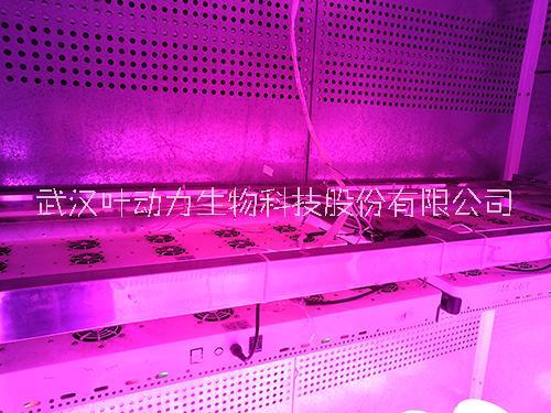 武汉叶动力 植物生长室 植物智能人工气候室 智慧农业设施 项目实施方案 工程建设规划 技术指导