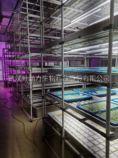 湖北武汉 植物组培室 培养室湖北武汉 植物组培室 培养室 组织培养实验室 项目方案设计 工程建设规划 技术指导方案