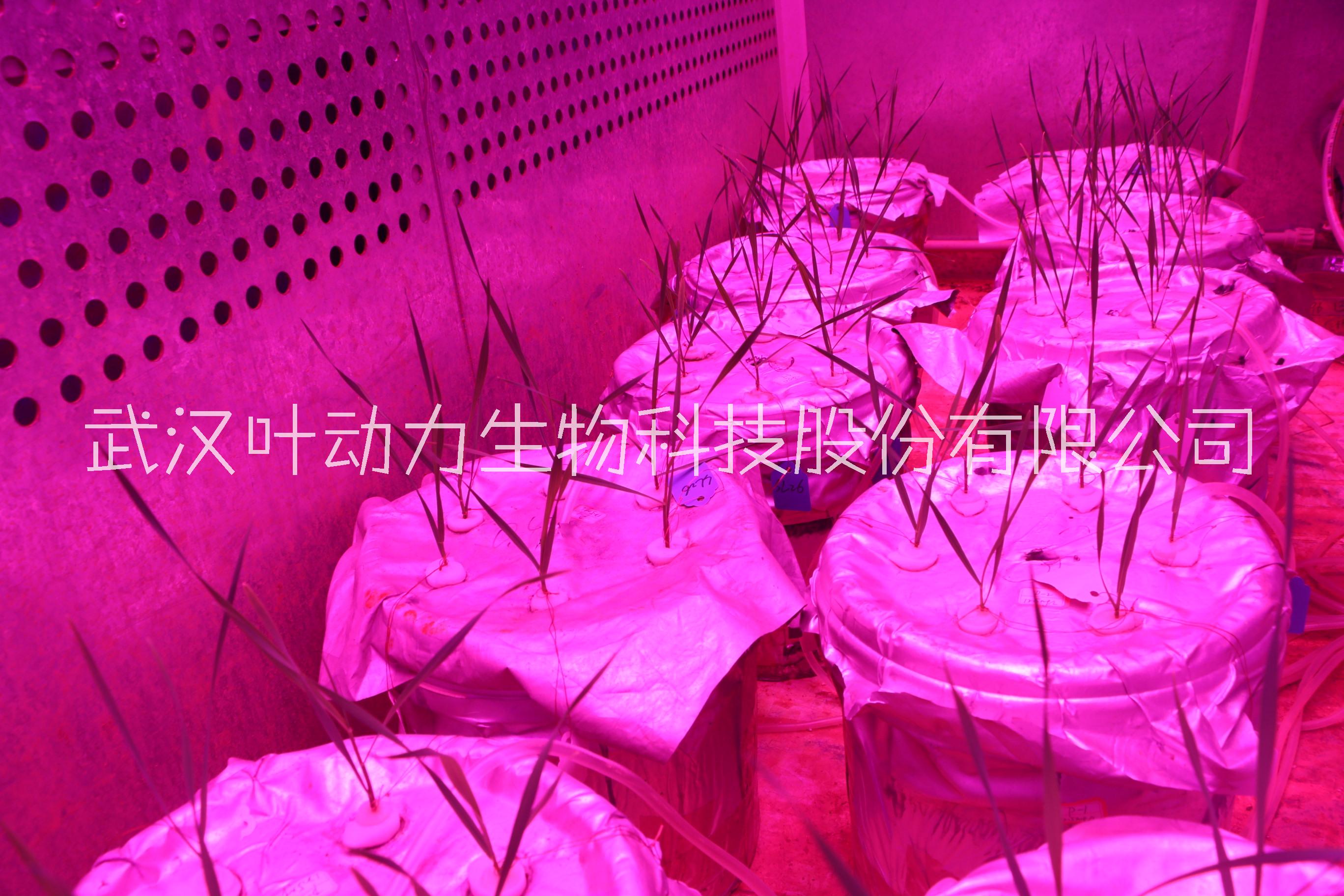 武汉叶动力 植物生长实验室 植物生长室 植物工厂 项目实施方案 工程建设规划