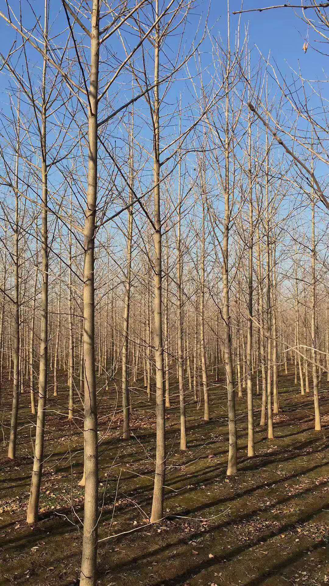 河南银杏树种植基地批发产地销售热线