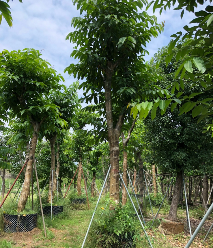 广东揭阳大叶紫薇种植基地、基地直供、价格、批发、电话【揭阳市泽辉花木场】图片