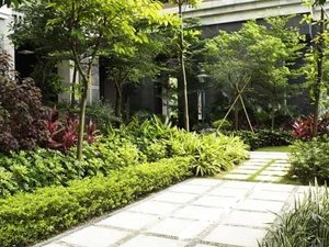 深圳绿化养护服务树木整型 怡轩园林绿化养护