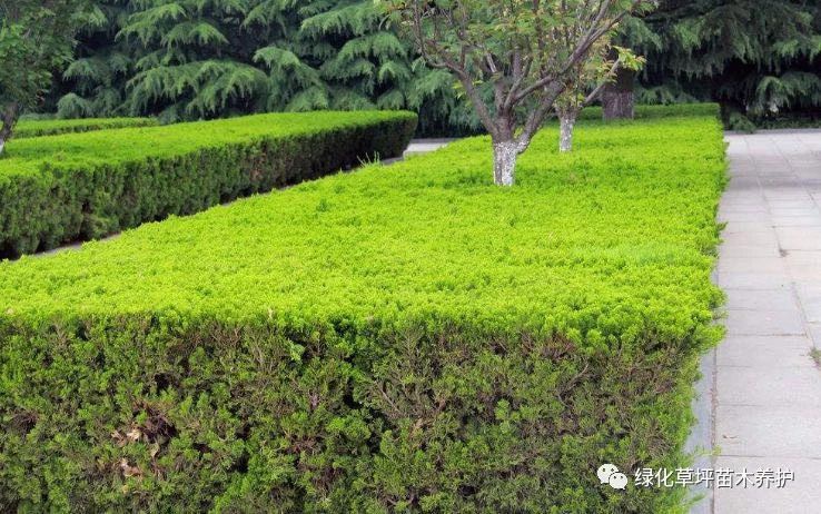 郴州市专业园林绿化养护修剪图片