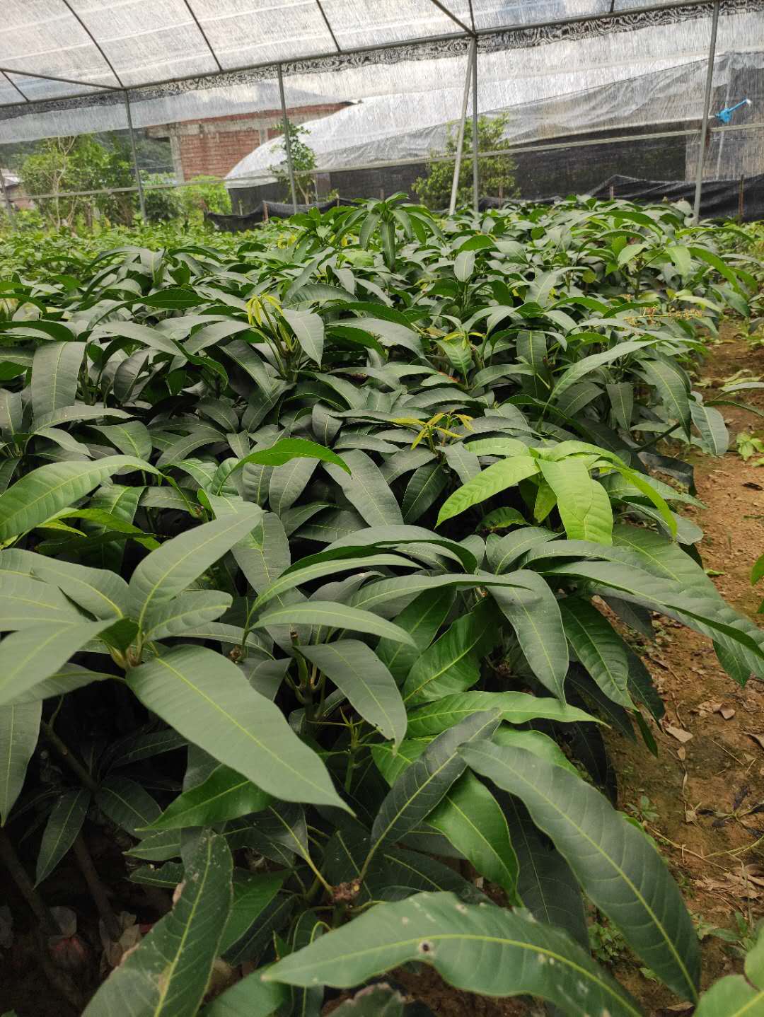 广西玉林芒果苗种植基地直销价格 高存活率图片