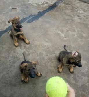 纯种昆明犬昆明犬幼犬临沧昆明犬临沧狗场常年卖昆明犬