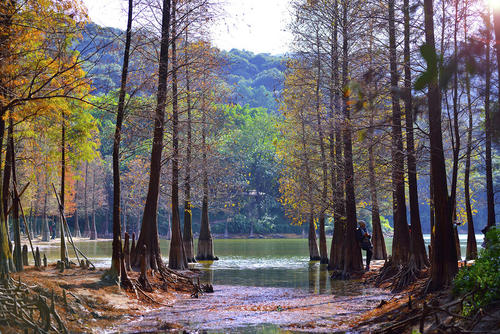 江门市水杉种植基地厂家江门水杉种植基地_水杉价格_水杉销售电话 水杉