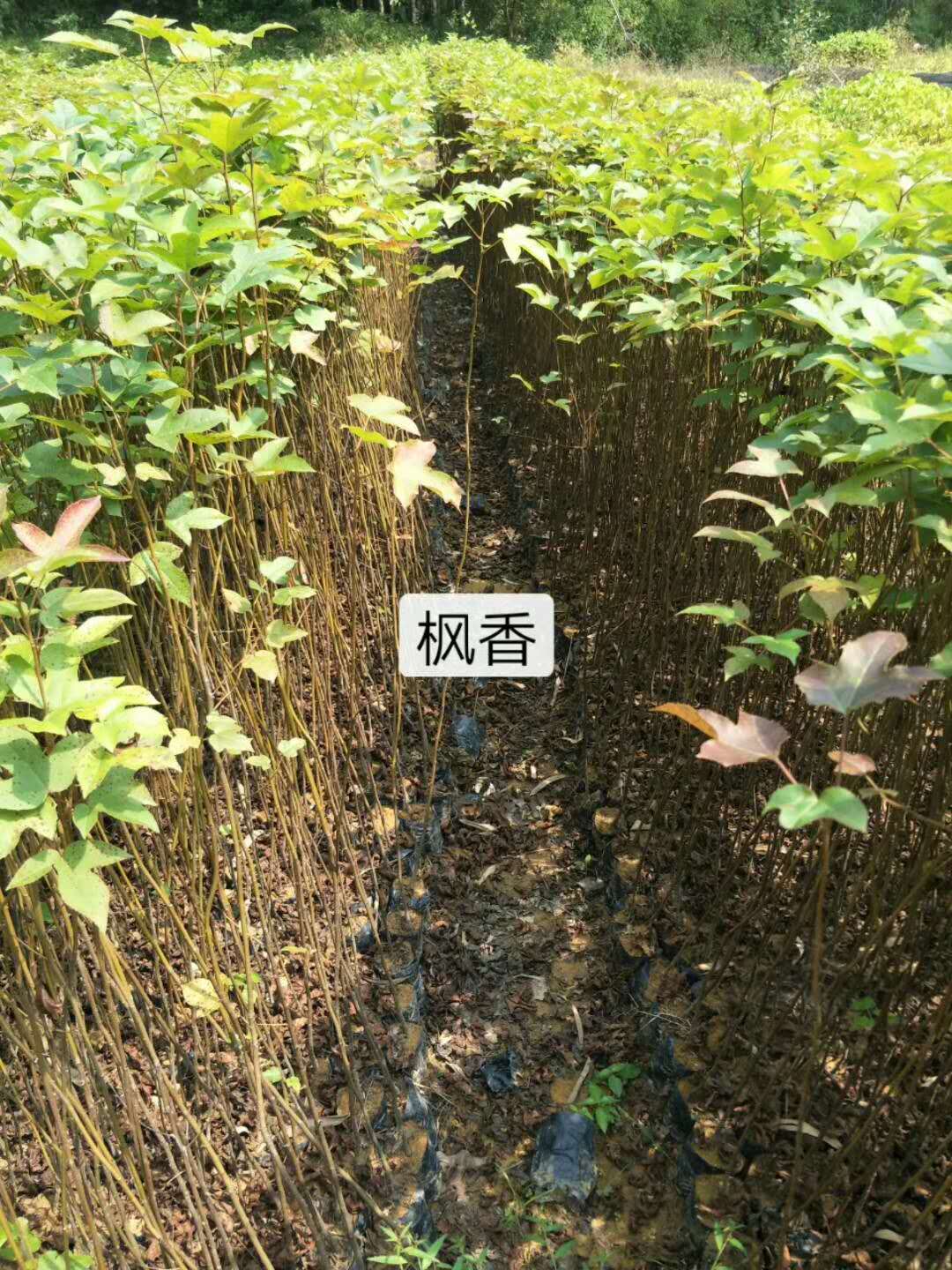 广东广州枫香批发直销 认准广州绿林苗圃有限公司