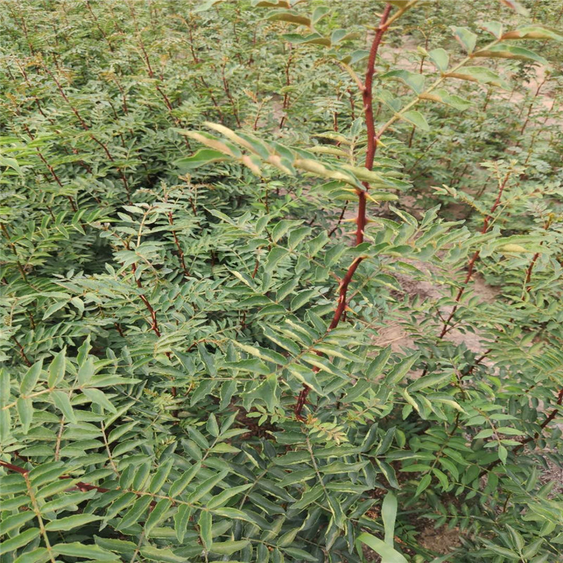 山东 舔香花椒树苗基地天香花椒树苗价格 舔香花椒树苗