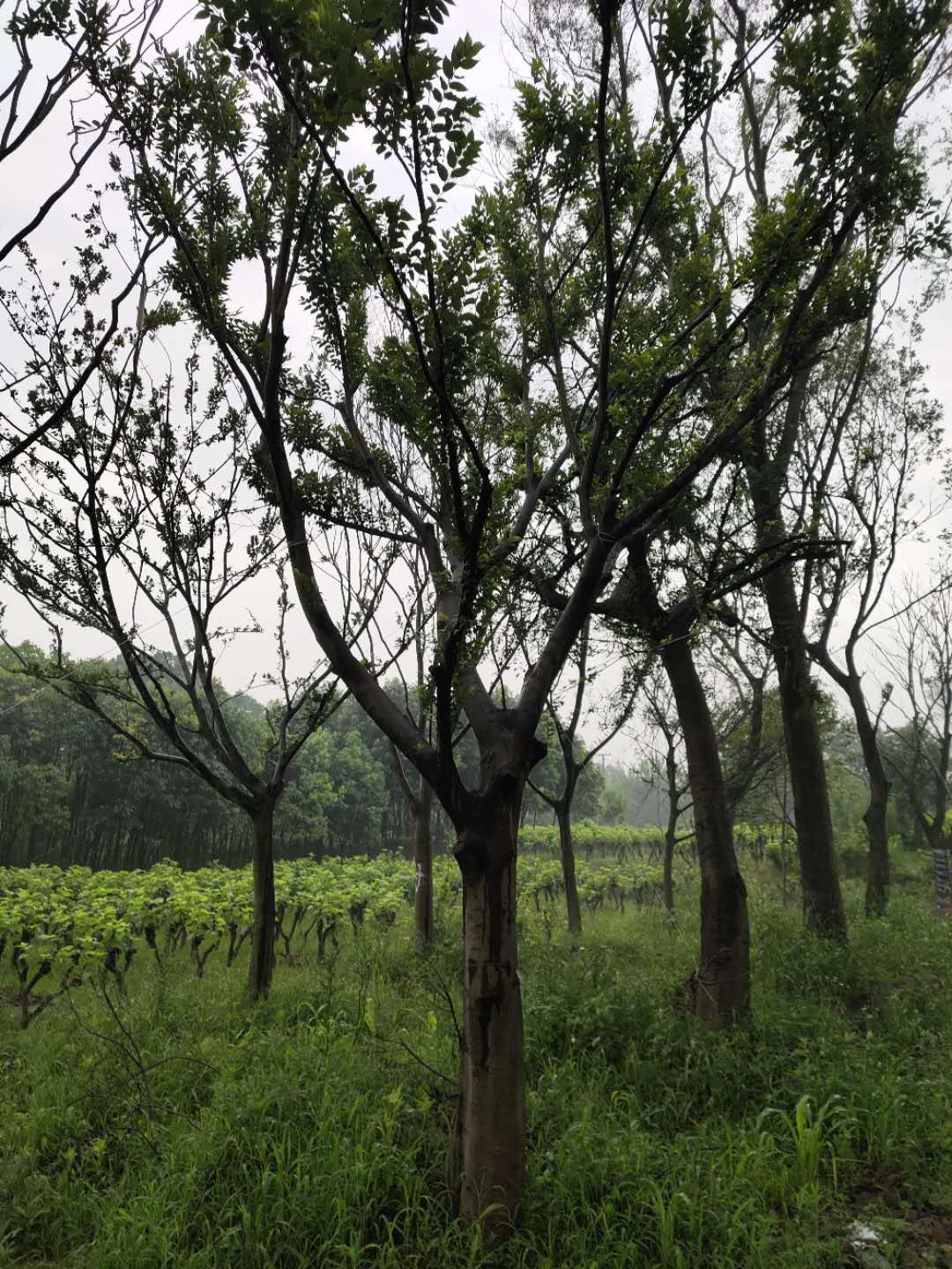 30公分朴树30公分朴树种植苗圃基地产地批发直销价格-海宁市佳禾家庭农场有限公司