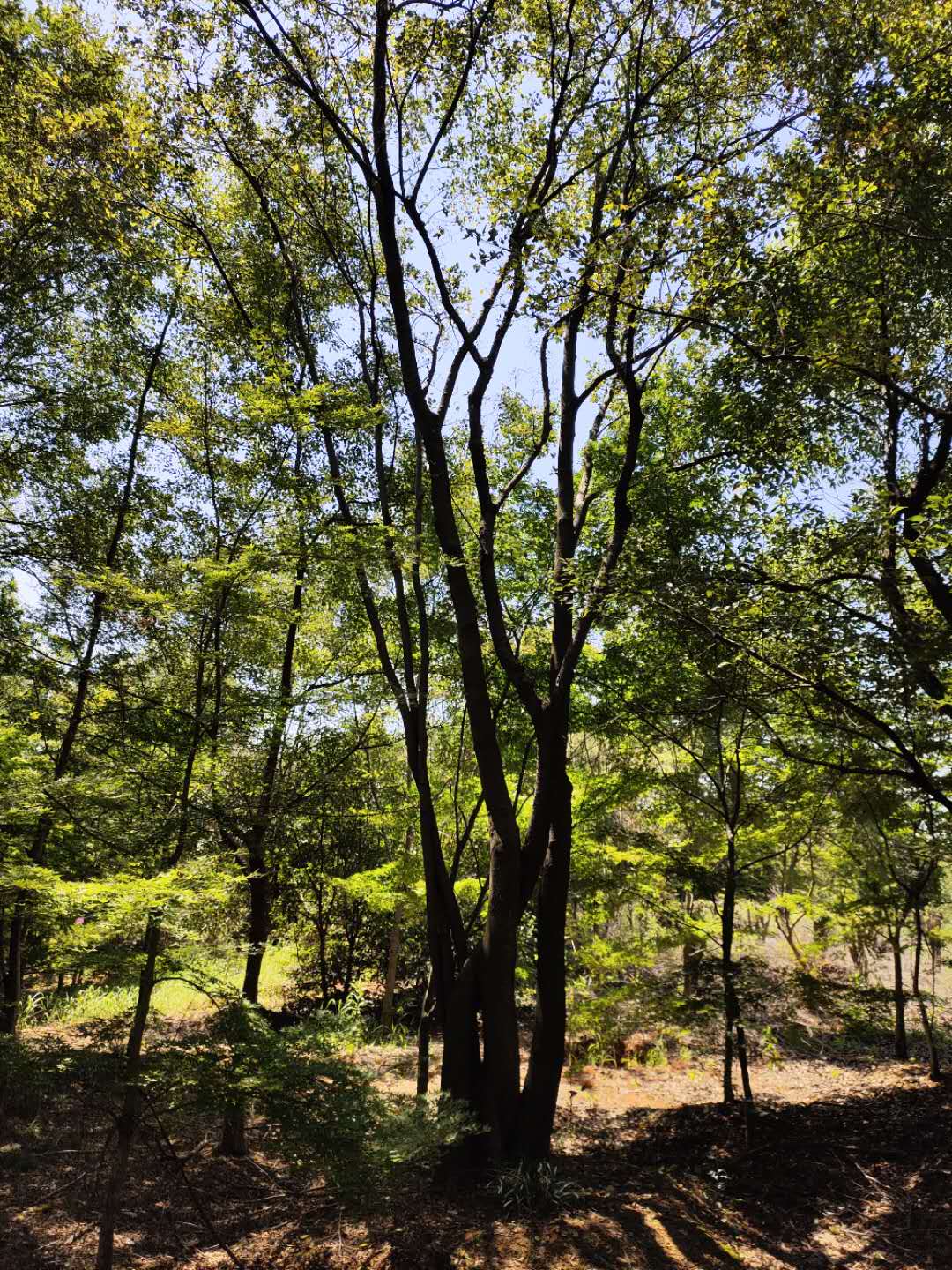 80公分丛生朴树种植苗圃基地产地批发直销价格-海宁市佳禾家庭农场有限公司