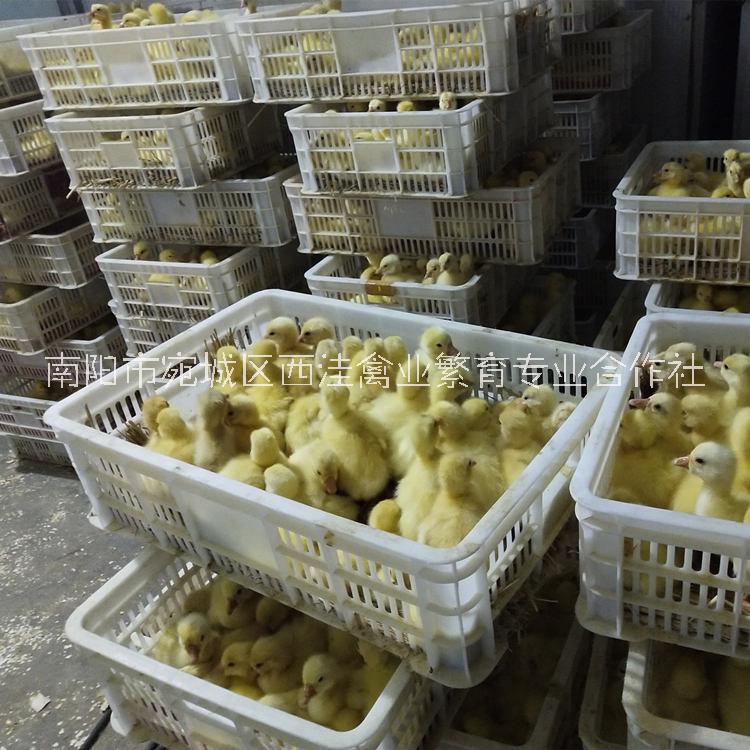 河南西洼禽业出售鹅苗,求购鹅苗,蛋鹅苗价格,卖鹅苗