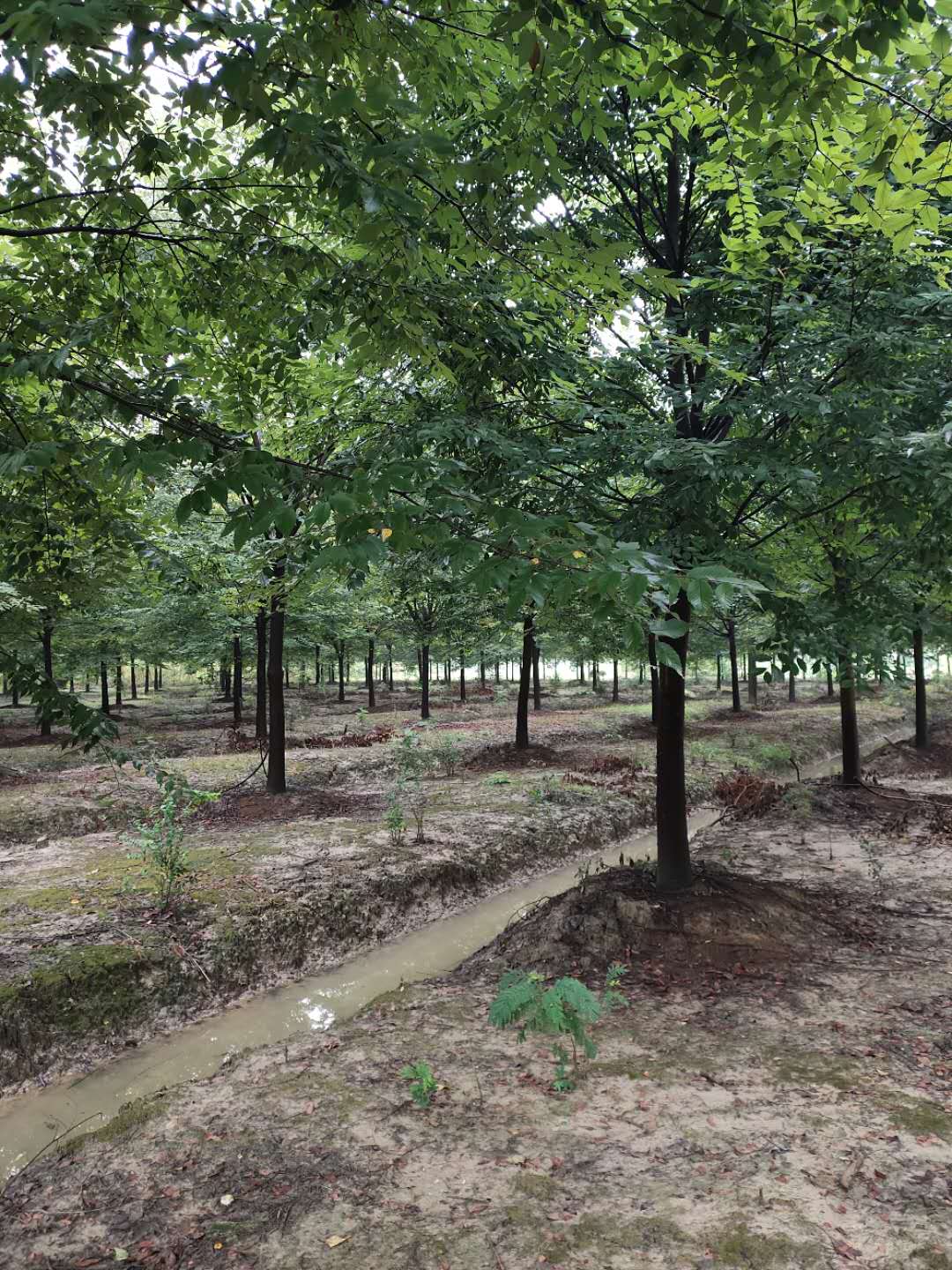 80公分丛生朴树种植苗圃基地产地批发直销价格-海宁市佳禾家庭农场有限公司