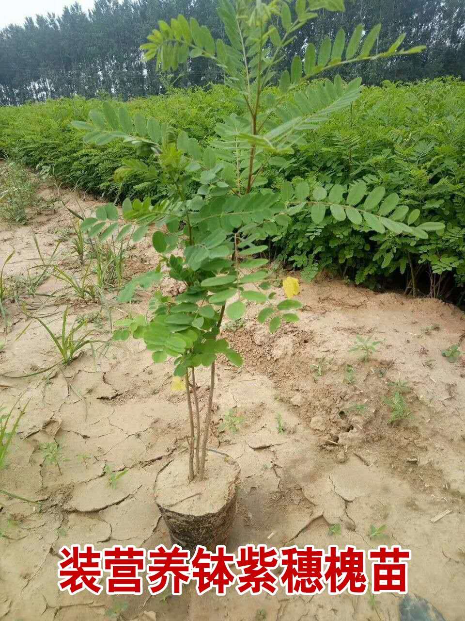 紫穗槐营养杯苗种植基地、产地直供、批发、价格【河南省民权县紫穗槐速生杨培育基地】