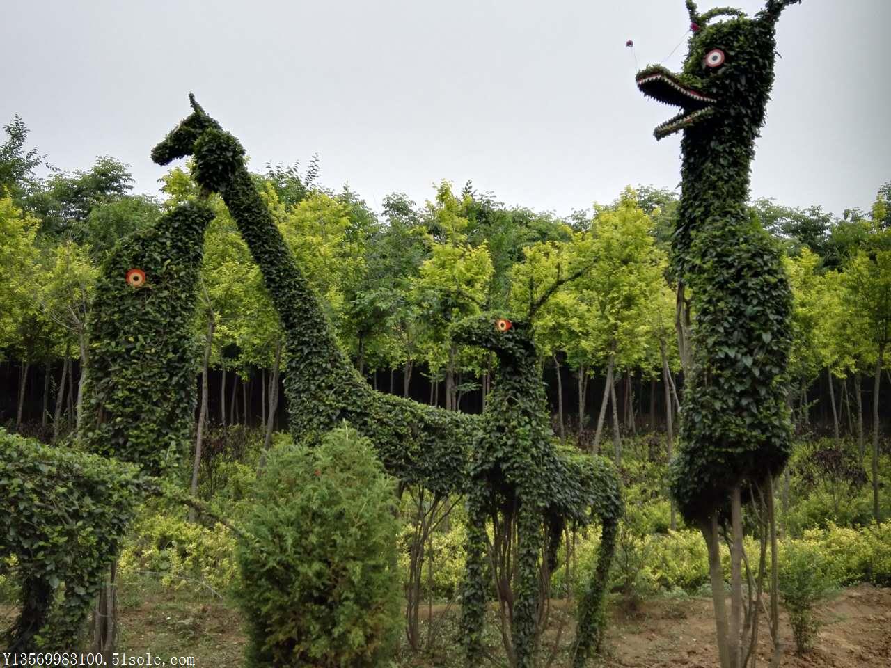 河南植物造型树基地