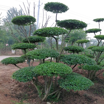 河南植物造型树基地