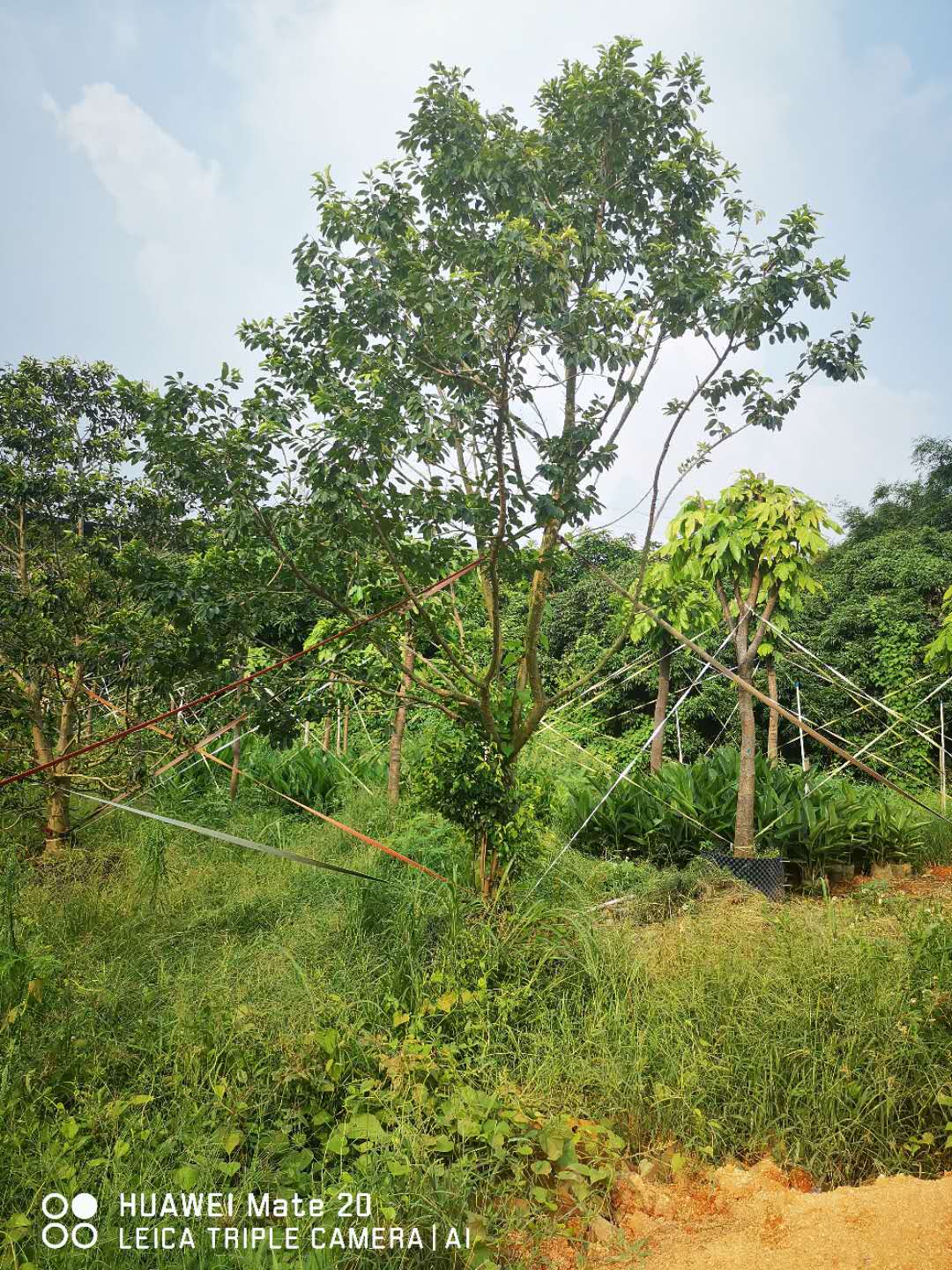 广西绣球紫花风铃木种植基地-销售-咨询电话【广州市霖峰园林有限公司 】