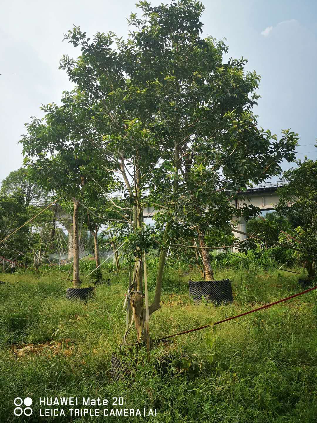 广西绣球紫花风铃木种植基地-销售-咨询电话【广州市霖峰园林有限公司 】