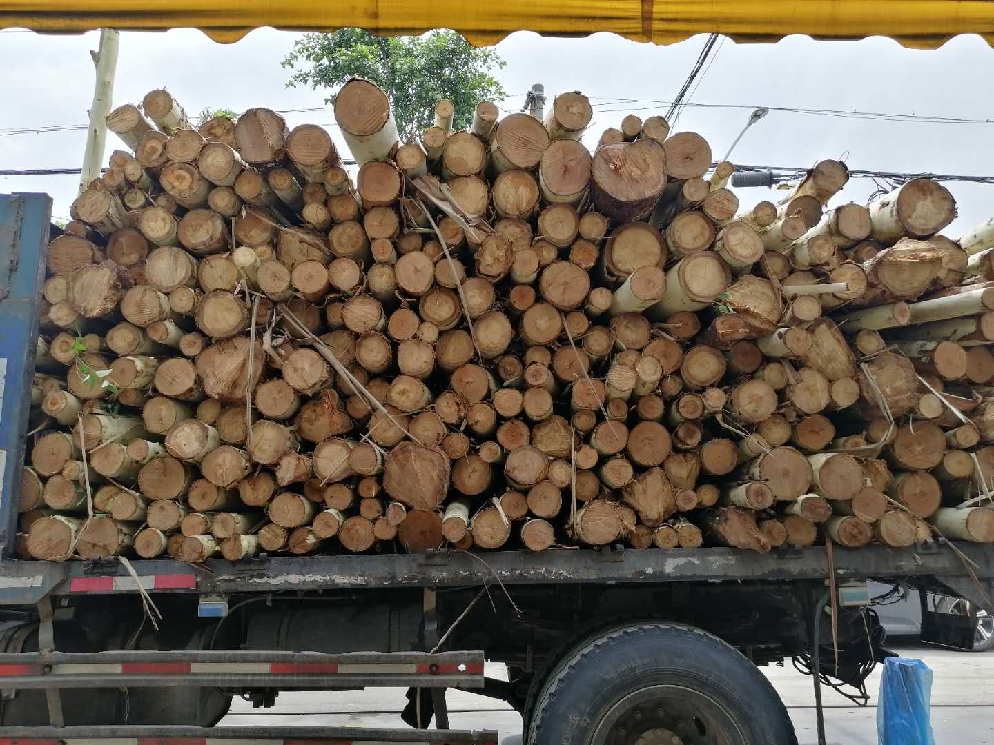 专业树木修剪广州低价处理树叶树头