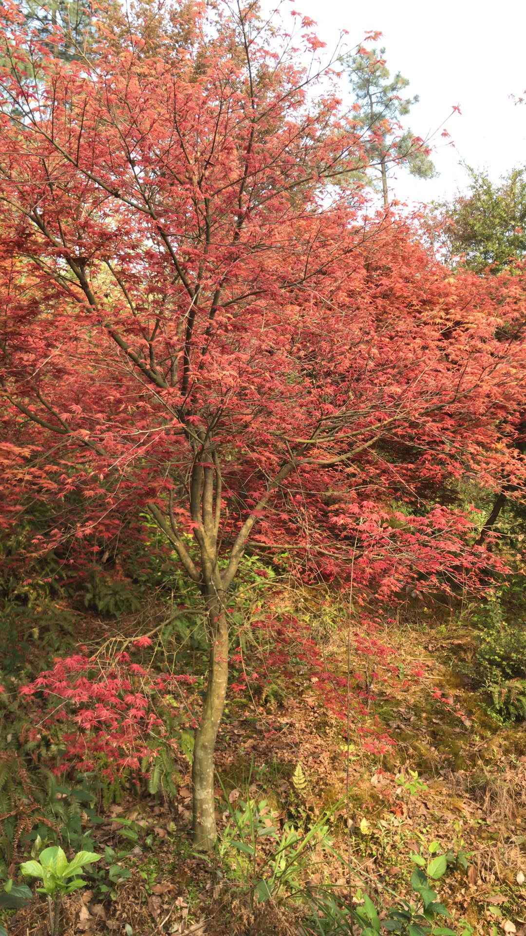 红枫种植基地、基地直销、价格、批发【奉新县吉吉苗木基地】