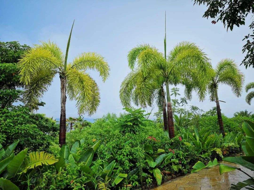 海口市广西狐尾椰种植基地厂家