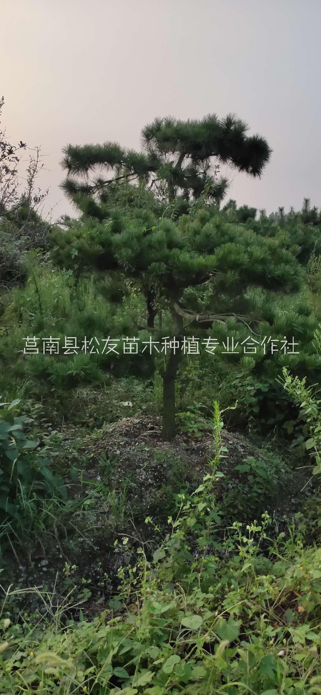 杭州黑松造型树基地电话 黑松造型树种植
