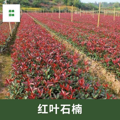 宜春红叶石楠种植基地、批发价格、供应、价钱【九江市鑫林园林】