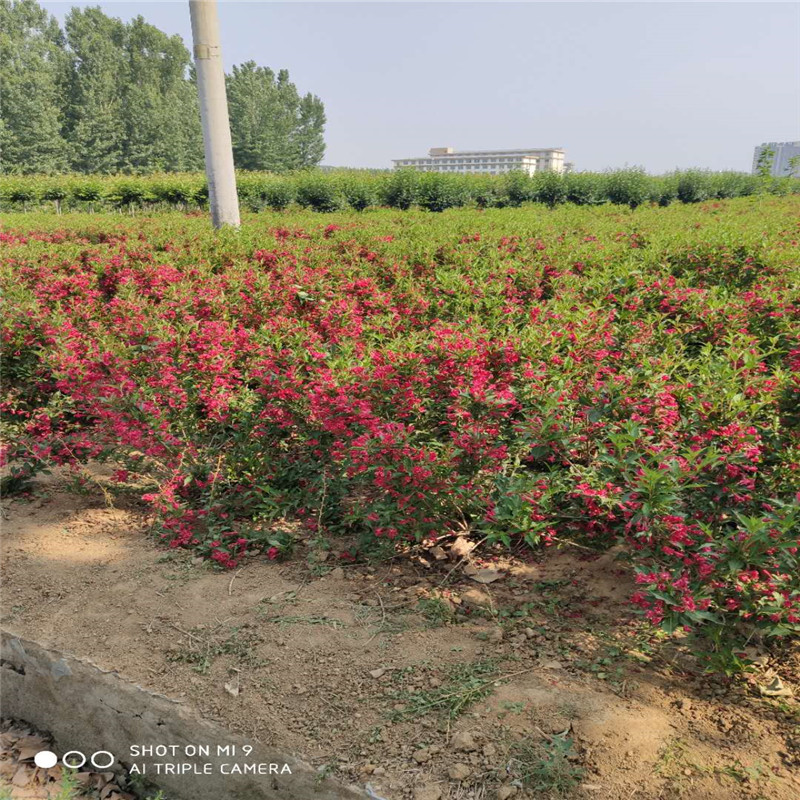 山东 锦带花基地锦带花价格