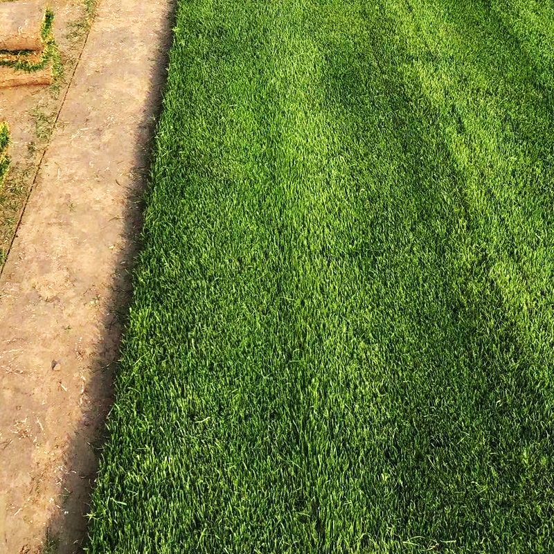 操场草坪足球场学校草坪 草坪草坪承接铺设工程绿化草坪卷全国直发
