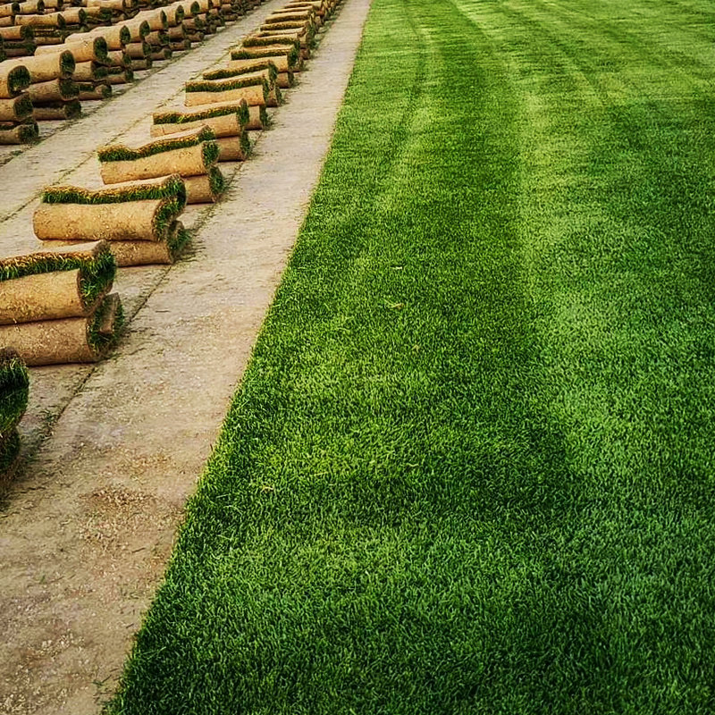 操场草坪足球场学校草坪 草坪草坪承接铺设工程绿化草坪卷全国直发
