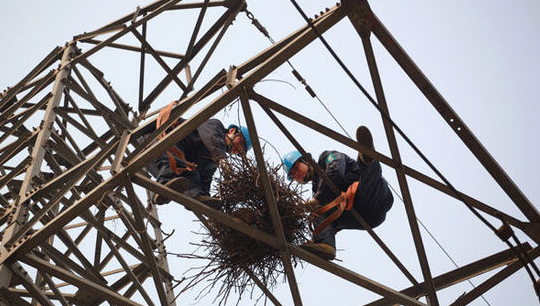 深圳厂家输电线路杆塔驱鸟装置图片