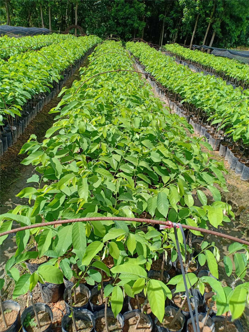 揭阳市广东揭阳凤梨释迦果批发厂家