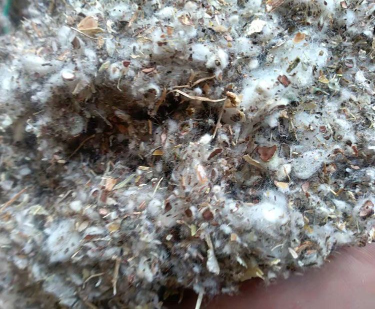 新疆小壳长绒棉子皮磨盘含油粉棉籽皮种植蘑菇茶树菇,棉籽壳棉渣