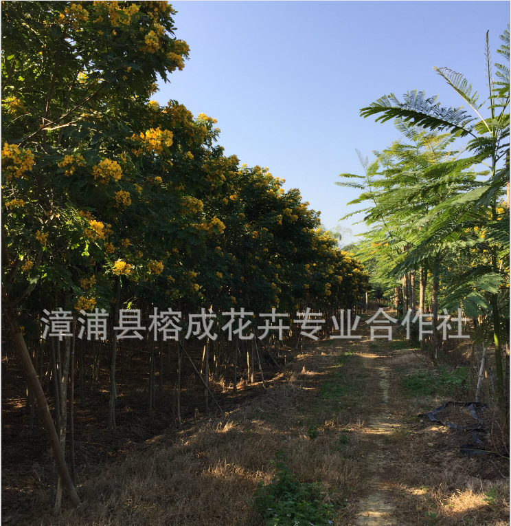 广东黄花槐树苗基地 自家种植直销树苗 丛生黄花槐批发