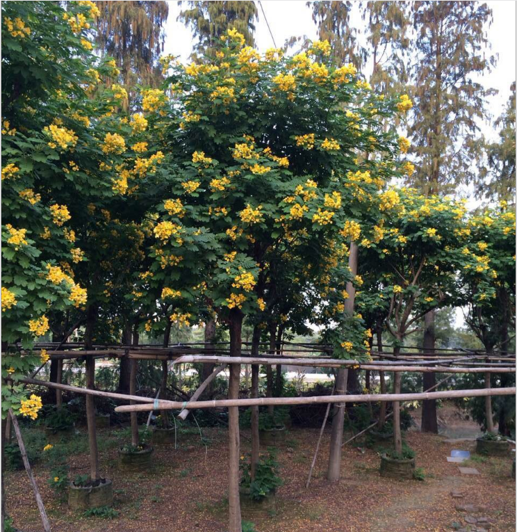 福建漳州黄花槐树苗 自家种植直销树苗 丛生黄花槐