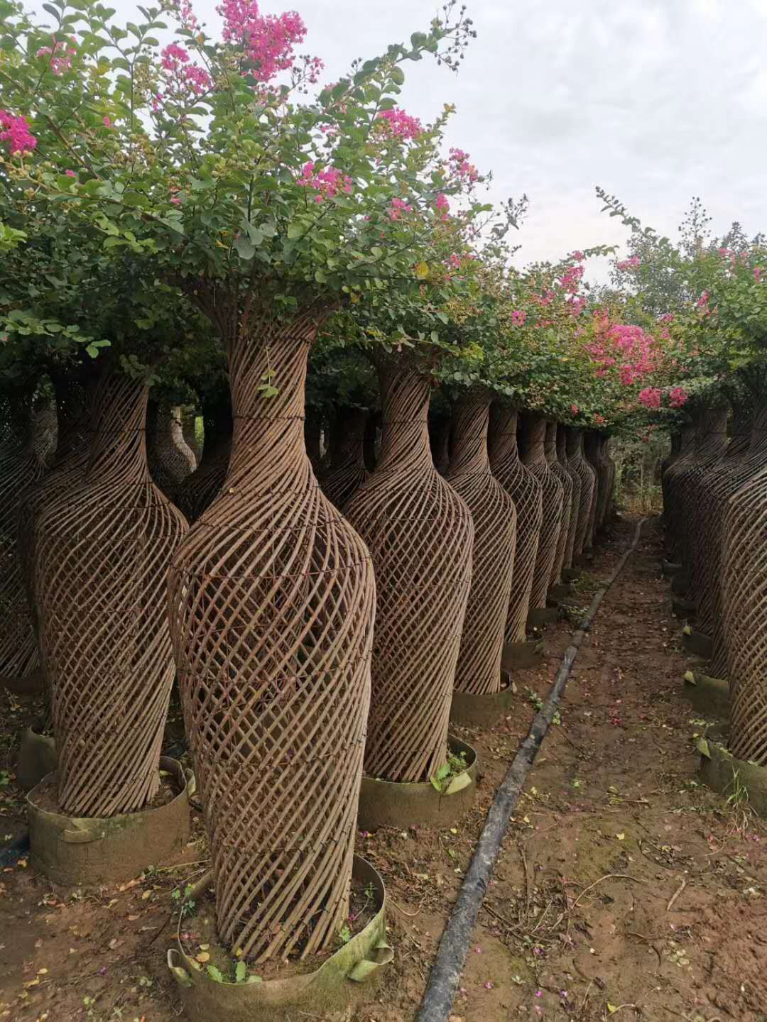 紫薇造型花瓶价格 海棠造型花瓶供应 山东紫薇海棠种植基地