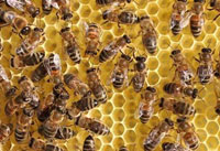 养殖蜜蜂用啤酒酵母的作用