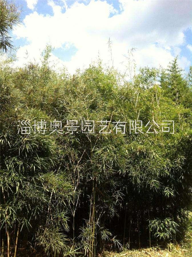 四季竹-北方苗木