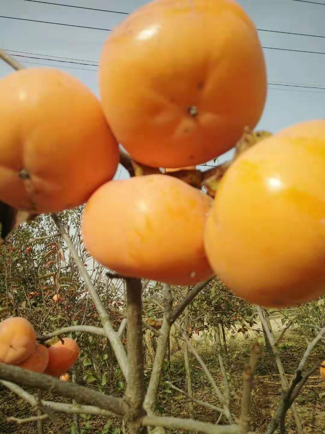 山东 甜柿子苗，甜柿子树，新品种甜柿子苗