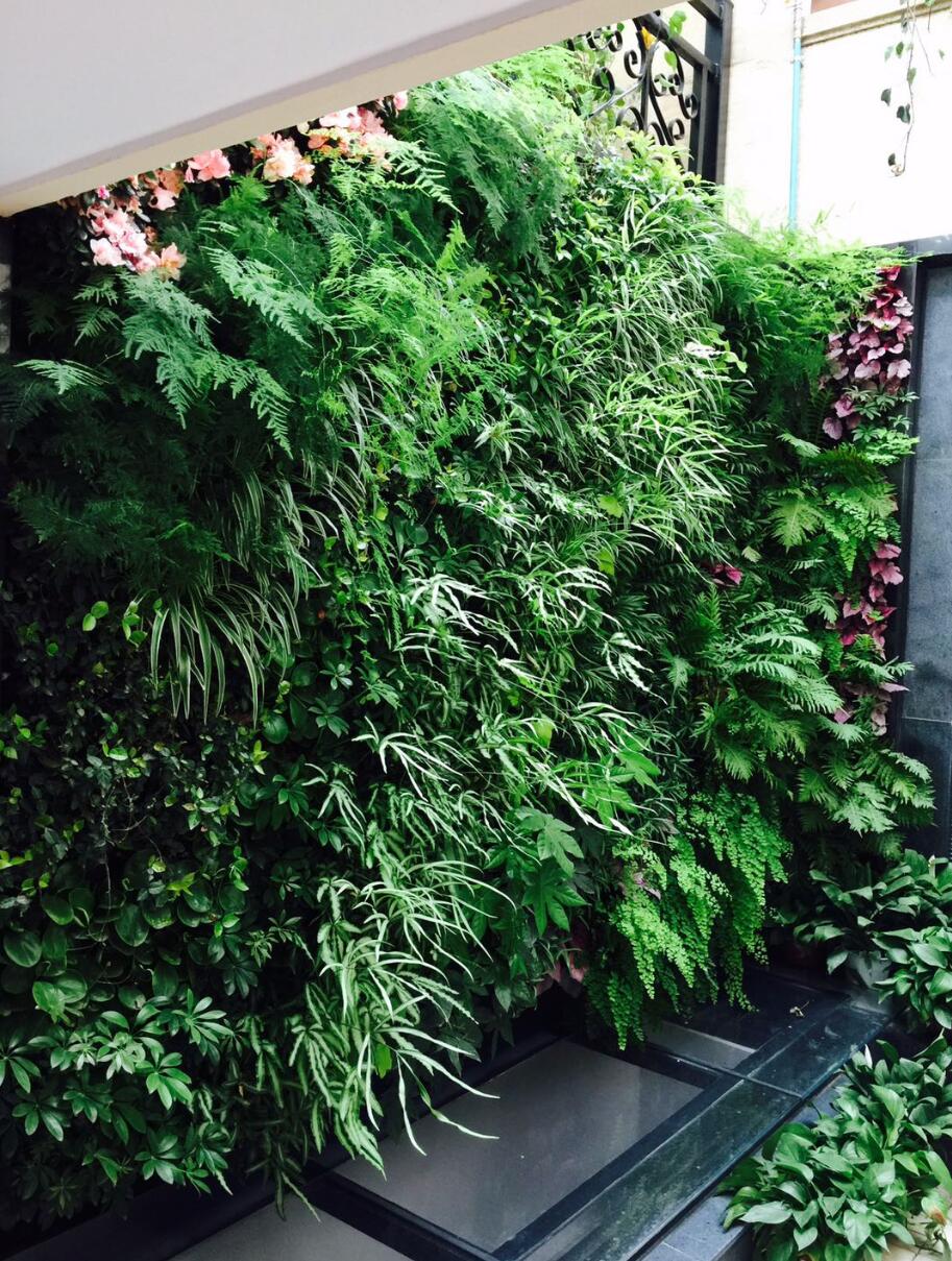 上海市室内植物墙厂家式植物墙 植物墙设计公司种植盆（槽）报价厂家【春明园林】 室内植物墙