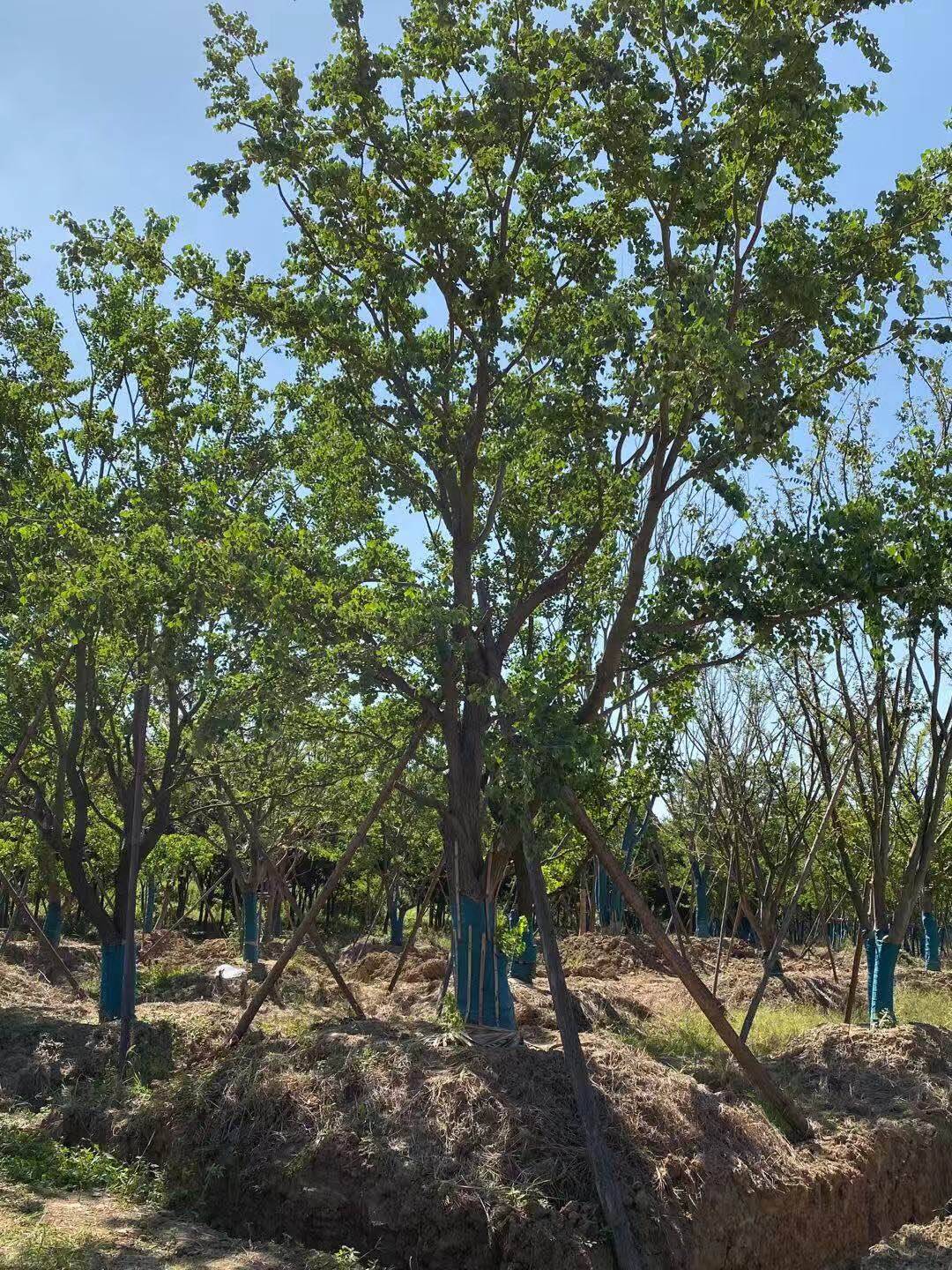 安徽乌桕基地-安徽乌桕批发价格-【民泽草坪苗木种植基地】