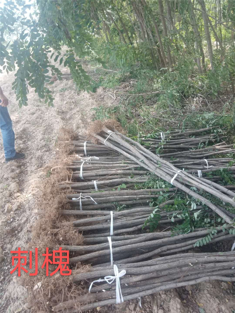 江西刺槐苗价格-批发-基地电话-种植-大量供应