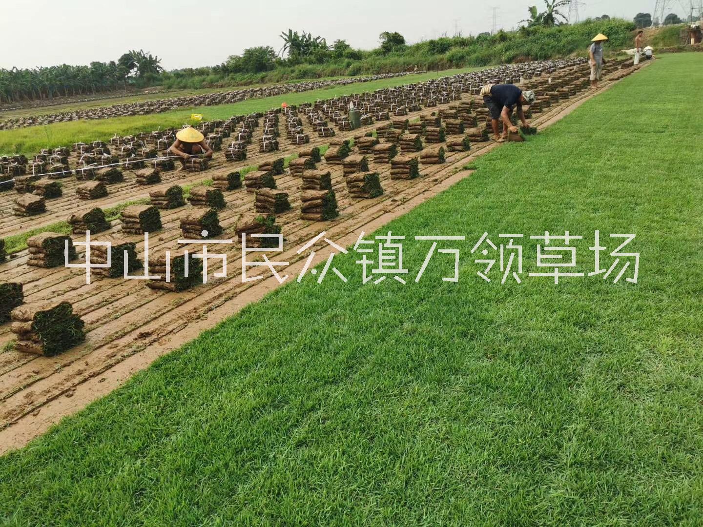 广州兰引3号草块种植基地批发供应电话