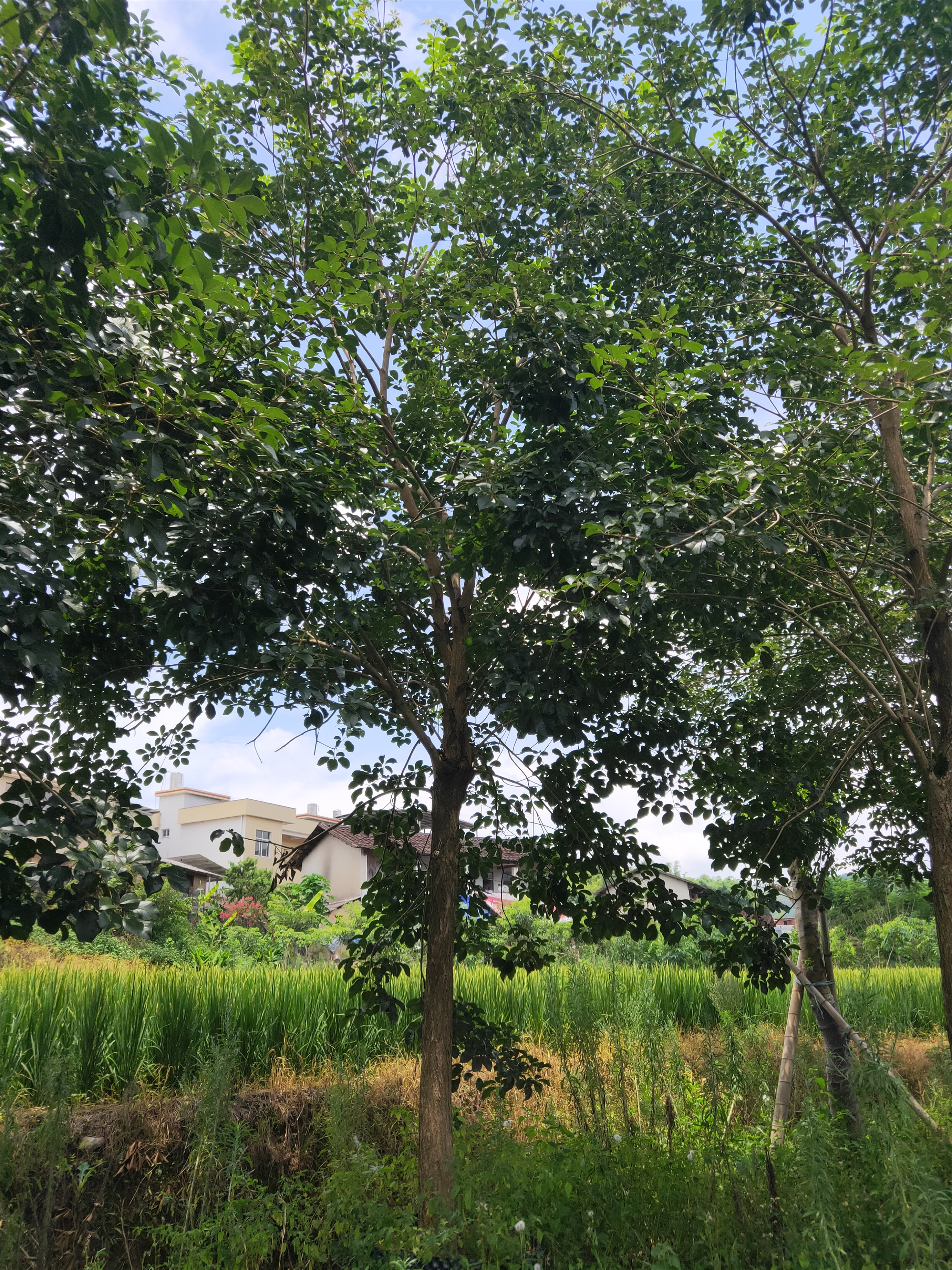 福建黄花风铃木基地 各种规格黄花风铃木 黄花风铃木批发 黄花风铃木报价 黄花风铃木产地