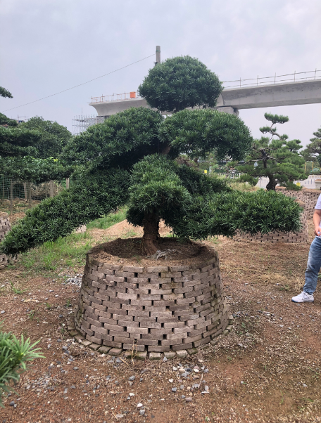 湖北造型罗汉松基地 、价格、  供应、批发【金华市清萌园林绿化有限公司】